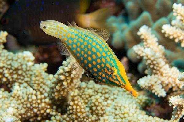 best coral and colorfull fishes diving in Fiji